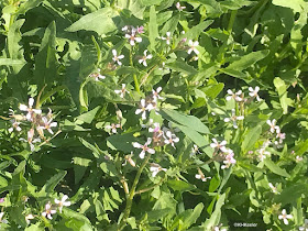 blue mustard, Chorispora tenella