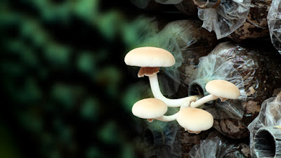 How to start mushroom business in India