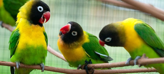 13 Jenis  dan  Warna  Burung  Lovebird  Teranggun Beserta 