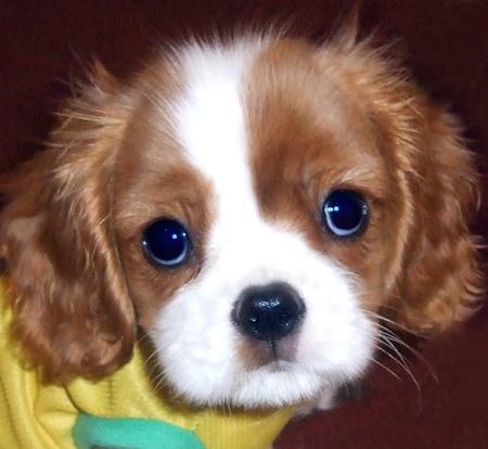 Cute Baby on General Description Of The Cavalier King Charles Spaniel