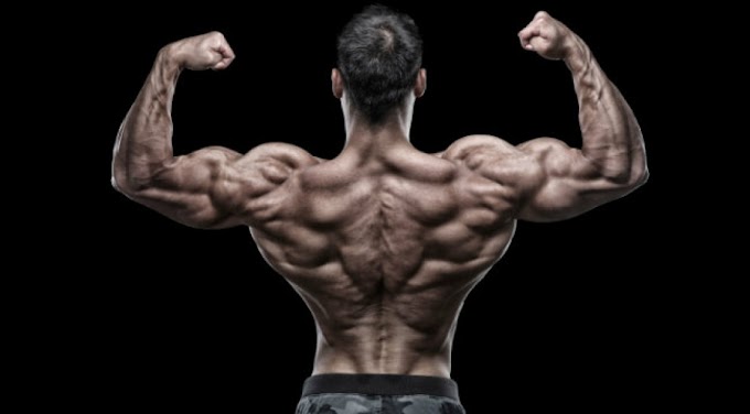 Best Back Muscles Workout