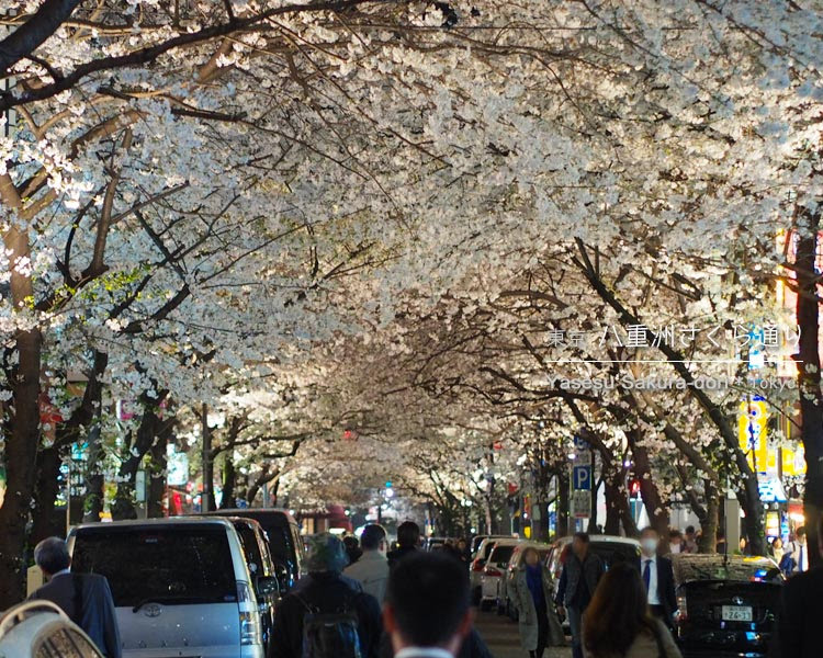 八重洲さくら通りの桜