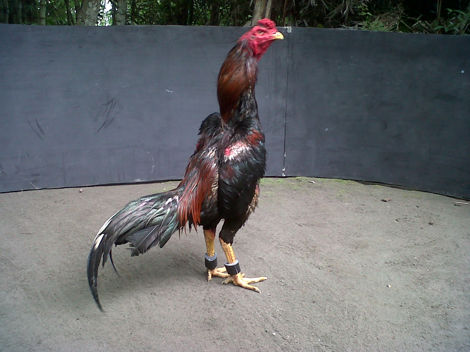 Jual Ayam  Aduan