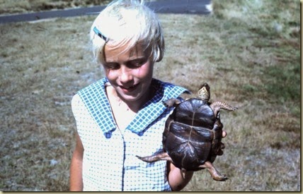turtle-4