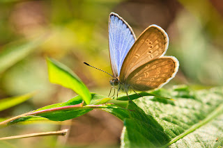 Pale Grass Blue, is one of the local species of fauna in Tai Po Kau Special Area