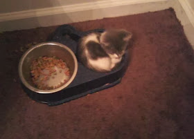 Funny cats - part 79 (35 pics + 10 gifs), kitten sits in food bowl