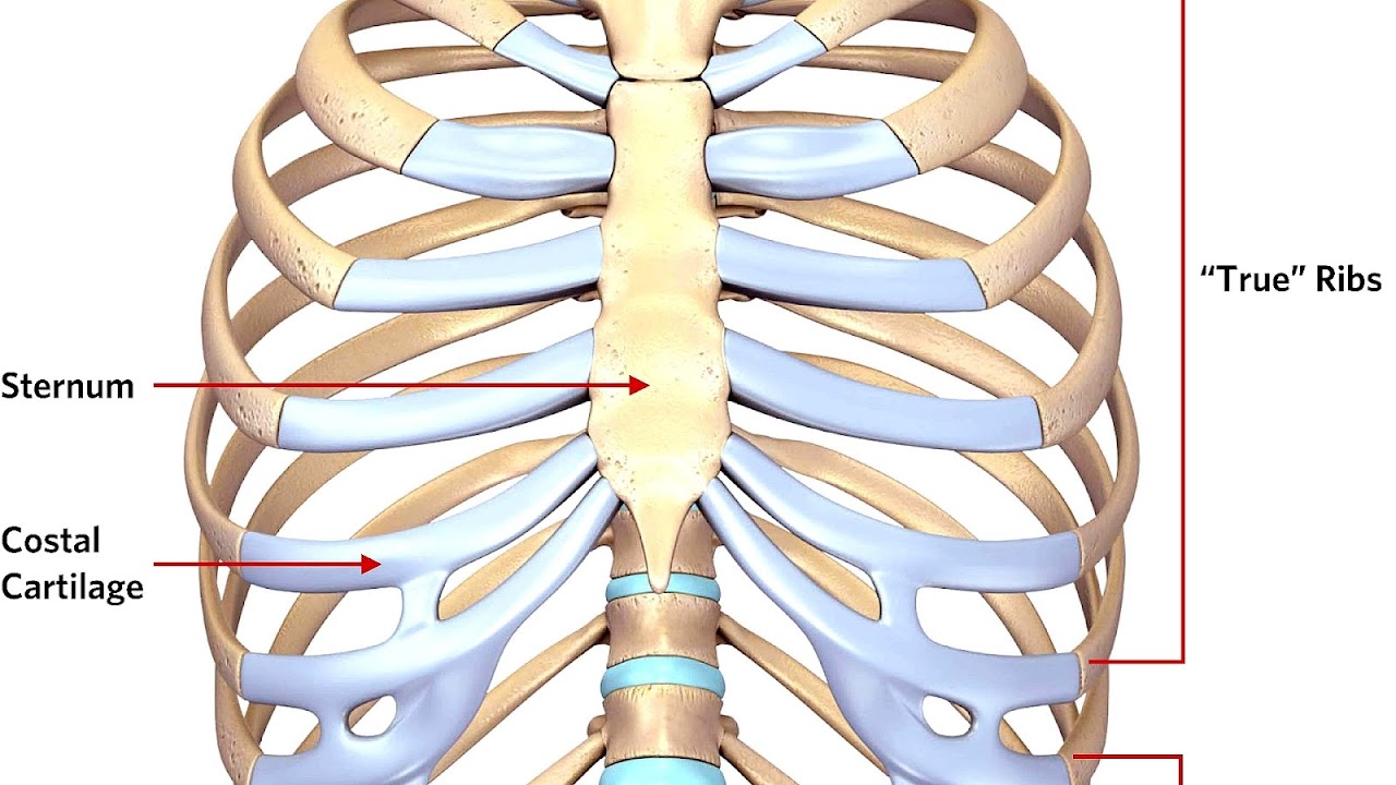 Sternal fracture - Sternum Injury