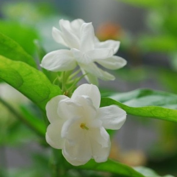 clip_image001