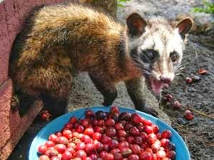 6 Kotoran Binatang yang Dijadikanan Makanan dan Minuman