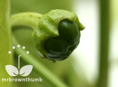 Better Belle peppers forming in homemade EarthBox Grow Box