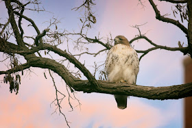 Amelia in her locust tree at sunset.