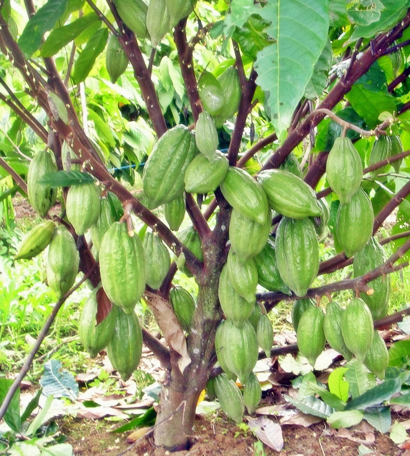 Stek Tanaman Upaya Meningkatkan Hasil DISTRICT COCOA CLINIC