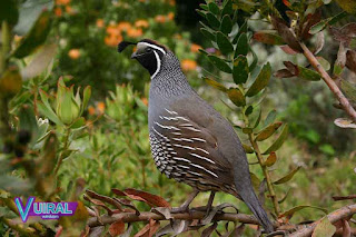 Contoh Hewan Aves - Burung Puyuh