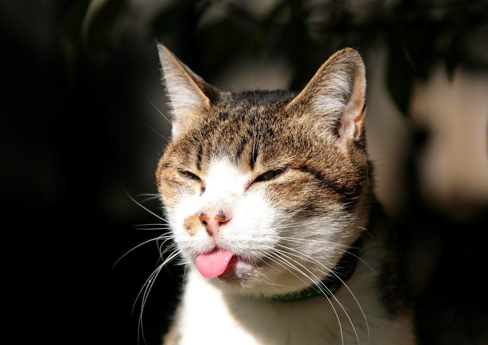 Gambar Anak Kucing Lucu Imut Terlengkap Display Picture Update