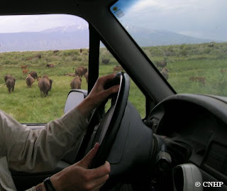 bison on side of road