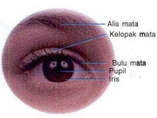  yang akan kita bahas pada kesempatan kali ini terdiri dari  17+ Bagian Bagian Mata, Fungsi, dan Gambar (Terlengkap)