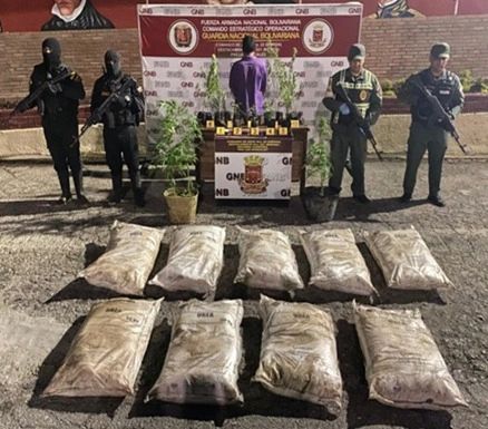 GNB incautó 21 matas de marihuana en una finca en Mérida