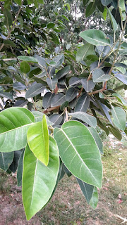 Goolar / Ficus Racemosa / Cluster Fig Tree / Indian Fig Tree 2