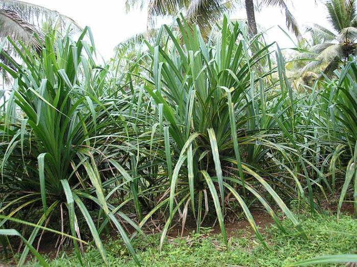  KerajinaN  AnyamaN PandaN  Aceh Kerajinan  AnyamaN PandaN 