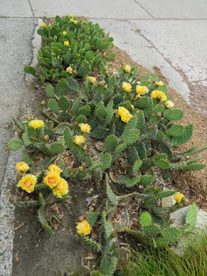 Eastern Prickly Pear Opuntia humifusa in a Toronto Riverdale Ecological Garden by garden muses-not another Toronto gardening blog