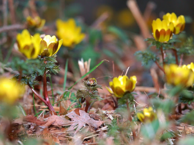 Adonis multiflola