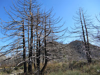 Station Fire damage near Mt. Disappointment