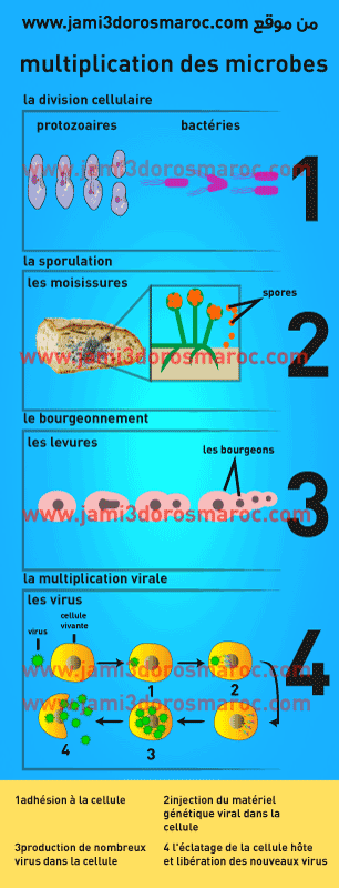 mode de multiplication des microbes