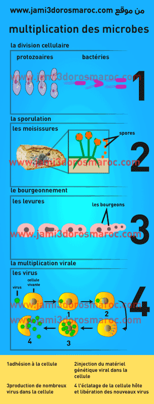 les microbes 3ème année collège