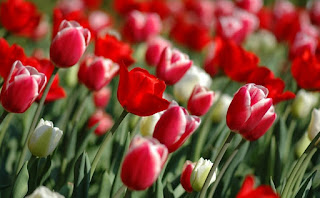 bunga tulip di indonesia,harga bunga tulip,budidaya bunga tulip,filosofi bunga tulip,arti bunga tulip,jual bunga tulip,manfaat bunga tulip,ciri ciri bunga tulip,