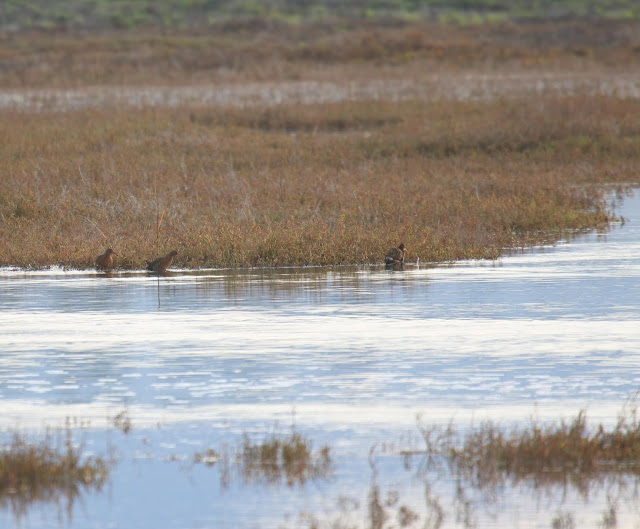 Ridgway's Rails flooded out by King Tide in Tijuana River Estuary