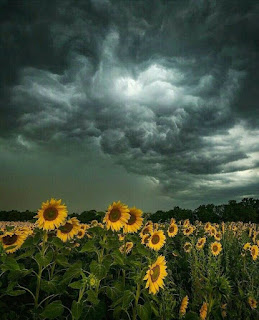 A field of sunflowers under a stormy sky.