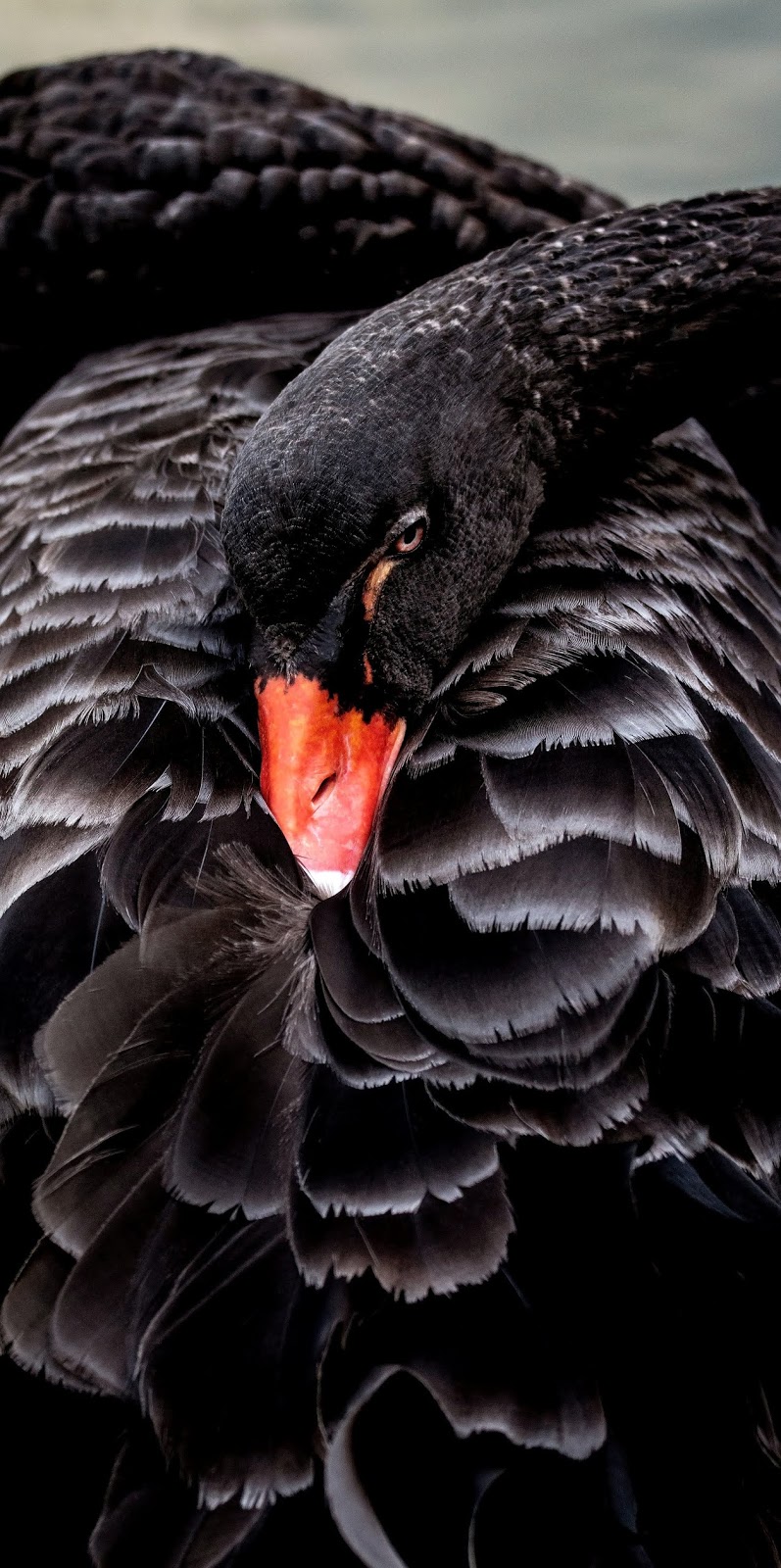 Black swan.