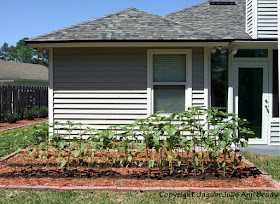Sunflower Plants Prospering in the Ground May 8, 2013
