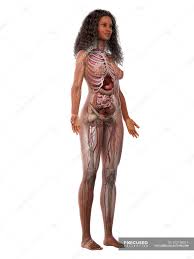 Female Body model 3D | Full Body Female 3D model free | Female body model 3d free download