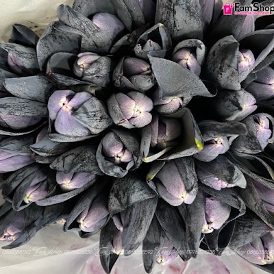 Hoa tulip cắt cành