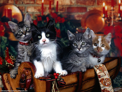 Christmas Cats HD Desktop Wallpapers