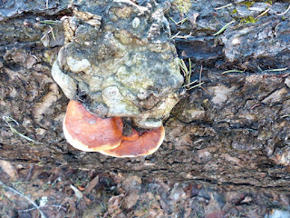 Fomitopsis pinicola - Polypore pinicole - Polypore marginé