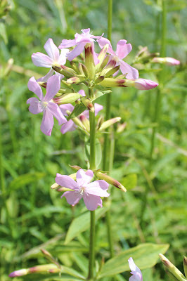 Zeepkruid - Sjippekrûd - Saponaria officinalis