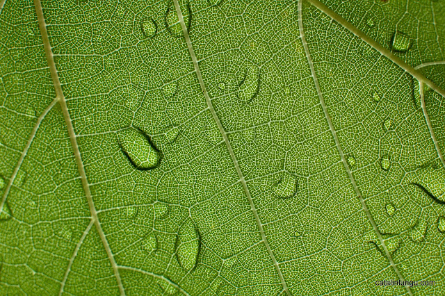 Leaf texture