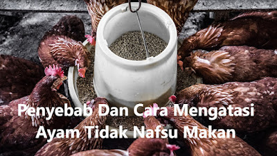 Penyebab Dan Cara Mengatasi Ayam Tidak Nafsu Makan