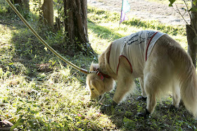 passeio com cães