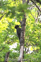 Black woodpecker in woodland near Noszvaj