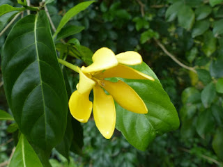 Gardenia tubifera