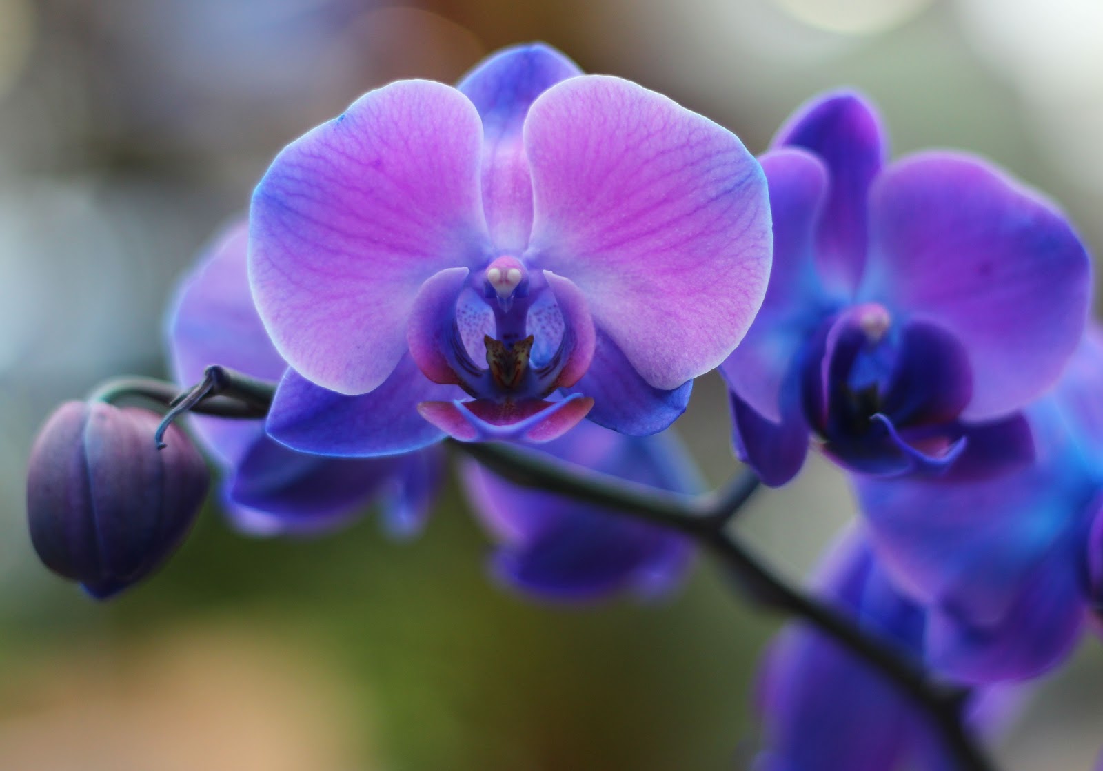 Blue Orchids