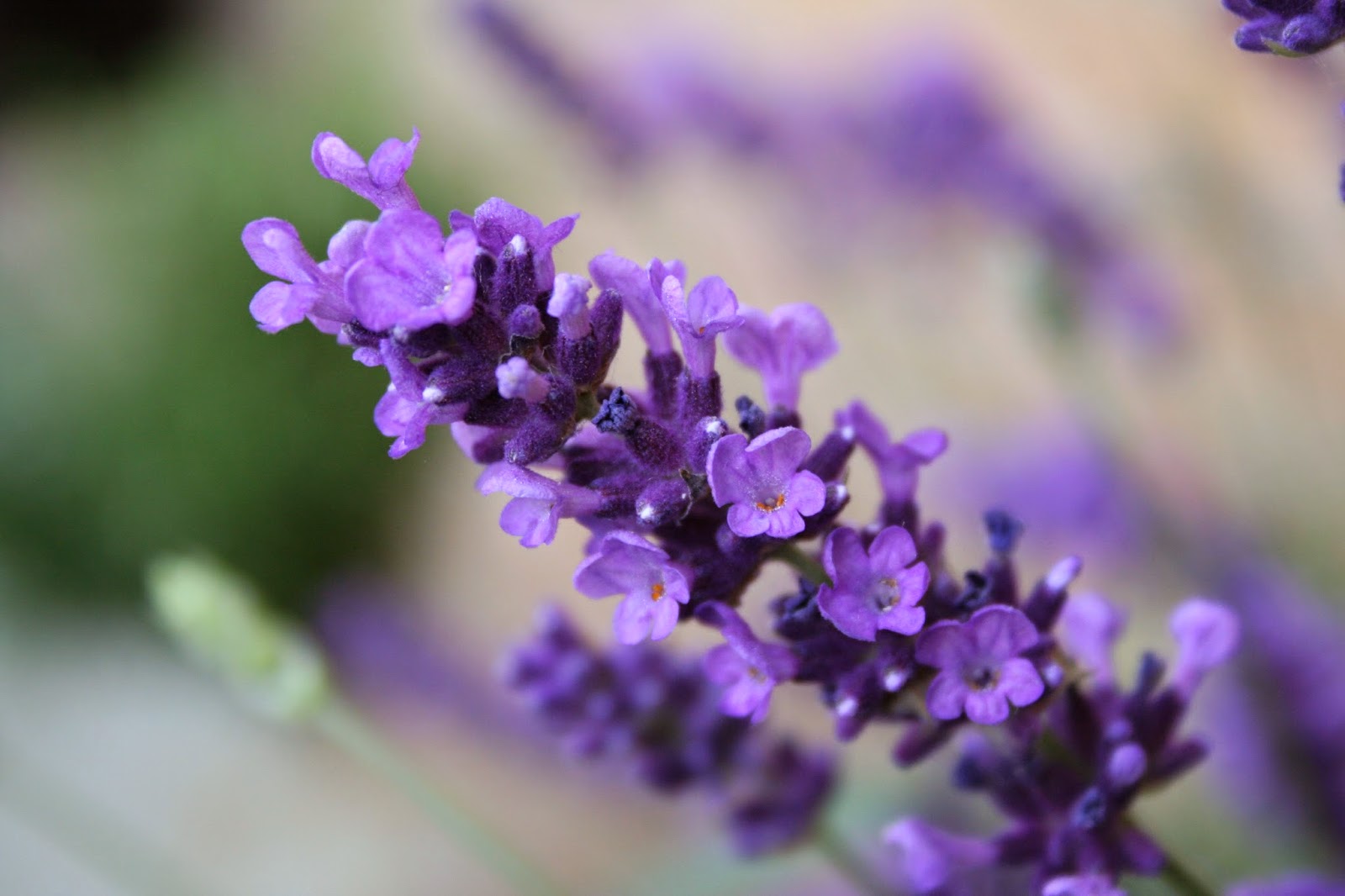 Inilah 5 Bunga Yang Dapat Mengusir Nyamuk Ngeblog Bareng