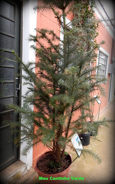 Onde encontrar para venda Cunninghamia lanceolata