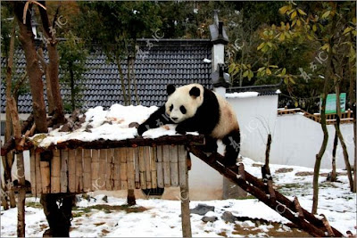 Pandas Enjoy Winter in China Seen On www.coolpicturegallery.us