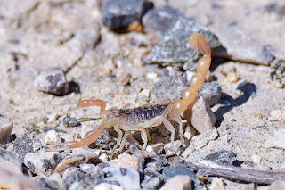 escorpion-comun-buthus-occitanus-