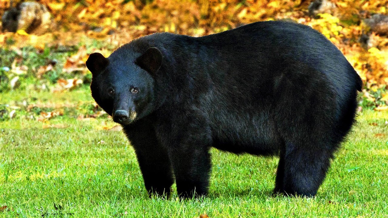 American black bear Danger