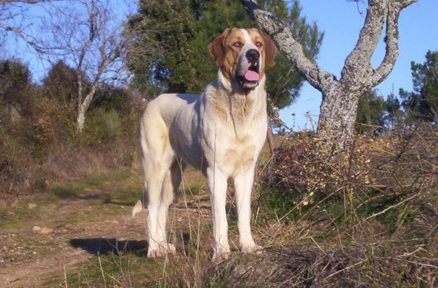 Resultado de imagem para cão de gado transmontano